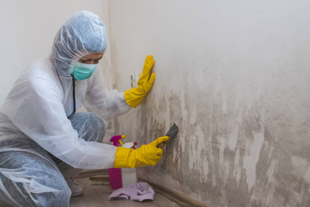 Reliable Quincy, IL Mold Removal Solutions