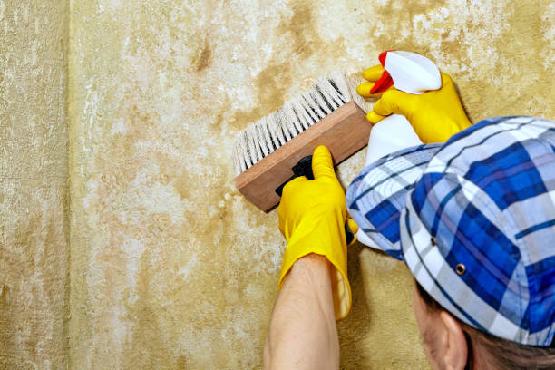 Best Emergency Mold Remediation  in Quincy, IL